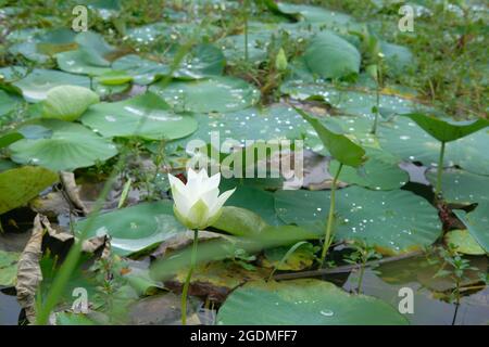 Im Sommer sammelten breite Lotusblätter Wassertropfen und Feuchtigkeit Stockfoto