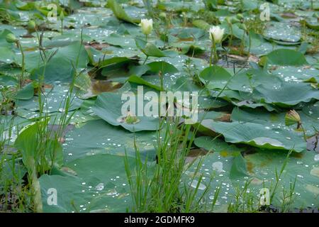 Breite Lotusblätter sammelten Wassertropfen und Feuchtigkeit Stockfoto