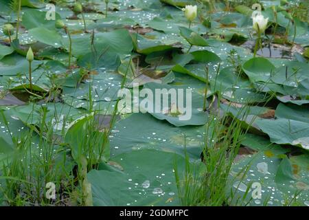 Breite Lotusblätter sammelten Wassertropfen und Feuchtigkeit Stockfoto