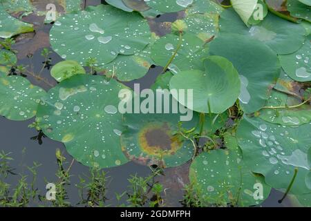 Breite Lotusblätter sammelten Wassertropfen und Feuchtigkeit Stockfoto