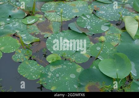 Breite Lotusblätter sammelten Wassertropfen und Feuchtigkeit Stockfoto