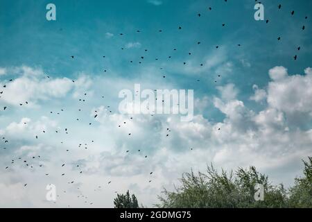 Tanz der Vögel in einem bewölkten Himmel Stockfoto