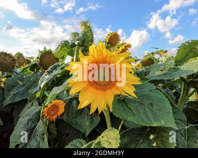 Eine perfekte Sonnenblume auf dem Feld gegen blauen Himmel mit geschwollenen Wolken. Sommerzeit. Stockfoto