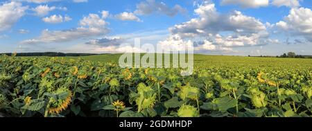 Sonnenblumen Feld in hellen sonnigen Tag mit blauem Himmel und geschwollene Wolken. Sommerzeit auf dem Land. Stockfoto