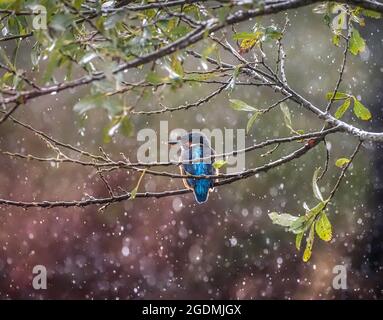 Kingifsher thronte im Regen, Teifi Marshes, Wales Stockfoto