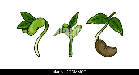 Set von handgezeichneten Bohnensprossen. Vektorgrafik im Skizzenstil isoliert auf weißem Hintergrund Stock Vektor