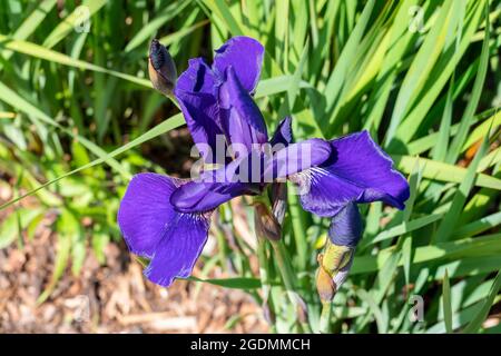 Iris sibirica 'Caesars Brother' eine Sommer blühende Pflanze mit einer violetten Sommerblüte, die allgemein als sibirische Flagge bekannt ist, Stockfoto Stockfoto