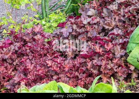Heuchera 'Chocolate Ruffles' eine krautige Staude eine Sommer-Laubpflanze mit violetten Blättern, die allgemein als Alaun-Wurzel bekannt ist, Stock Photo image Stockfoto