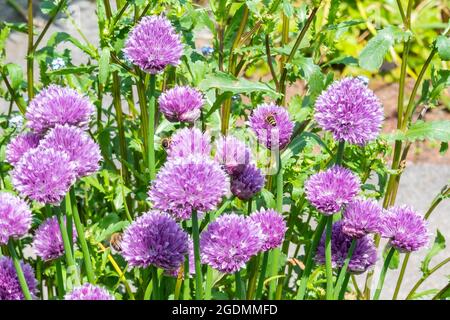 Schnittlauch (Allium schoenoprasum) eine im Frühjahr blühende Pflanze mit einer rosa violetten Blume, die in einem Gemüsegarten angebaut wird und als Kraut beim Kochen, Stoc, verwendet wird Stockfoto