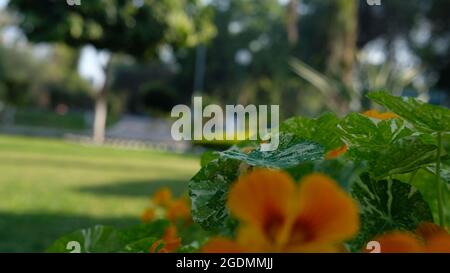 Orangenblüten und Blätter sind im Park weit verbreitet Stockfoto