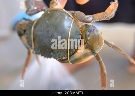 Braune Krabbenbeine haben gefesselt und breite Flügel Stockfoto