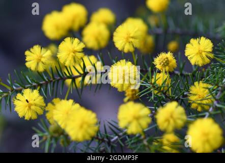 Nahaufnahme der gelben Kugelblumen und stacheligen Blätter der australischen einheimischen Igel Wattle, Acacia echinula, Familie Fabaceae Stockfoto