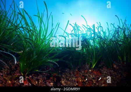 Unterwasserszene von Neptun-Seegras (Posidonia oceanica) unter Sonnenstrahlen im Naturpark Ses Salines (Formentera, Mittelmeer, Spanien) Stockfoto