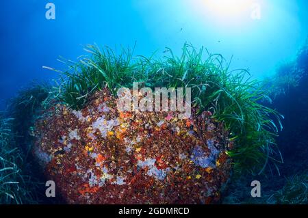 Unterwasserszene mit Meereslebewesen auf Neptun-Wiesen (Posidonia oceanica) (Naturpark Ses Salines, Formentera, Mittelmeer, Spanien) Stockfoto