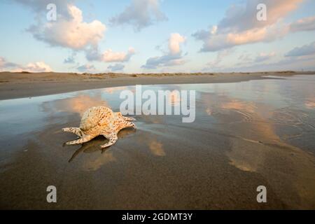 Purpurfarbstoff Murex oder der stachelige Farbstoff-Murex, Bolinus brandaris (ursprünglich von Linnäus Murex brandaris genannt), an einem Strand in Israel, eine Seeschnecke. Murex wa Stockfoto