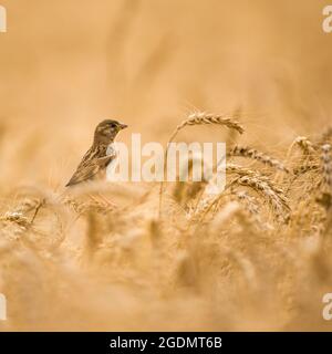 Weiblicher Haussparrow (Passer domesticus) in einem Weizenfeld. Israel Frühling Mai Stockfoto