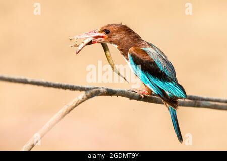 Weißkehlenfischer (Halcyon smyrnensis) mit einem Aal im Schnabel, fotografiert in Israel Stockfoto