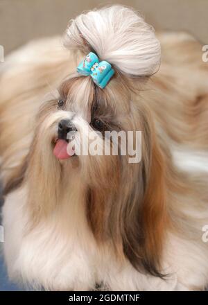 Ein gepflegter Pedigree Shih Tzu Hund der chinesische 'Löwenhund' mit einem blauen Band auf dem Kopf Stockfoto