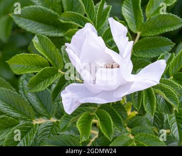 Rosenblätter mit Hunden ähneln wirbelnden, frei fließenden Ballettrocken, Filey, North Yorkshire, Großbritannien Stockfoto