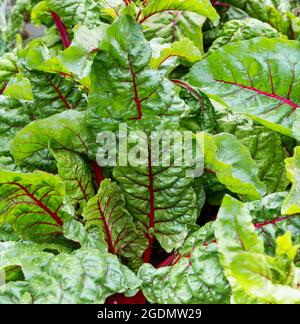 Rübenblatt. Mit Wassertropfen überzogene Rübenblätter schließen sich an. Wachsende Rote Beete (Beta vulgaris). Stockfoto