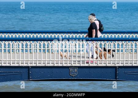 Ursprünglich als Wasserretriever gezüchtet, wandern Pudel über dem Wasser auf der Filey Promenade, North Yorkshire, Großbritannien Stockfoto