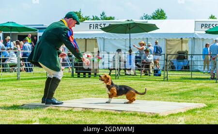 Das Festival of Hunting, das größte eintägige Treffen von Jagdhunden, für eine Hundeausstellung im Land auf dem Peterborough Showground Stockfoto