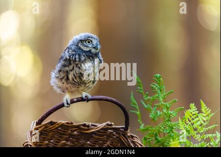 Die boreale Eule (Aegolius funereus), ein Porträt eines Vogels, der auf einem Weidenkorb im Wald sitzt. Im Hintergrund ist ein schönes Bokeh voller Circl Stockfoto