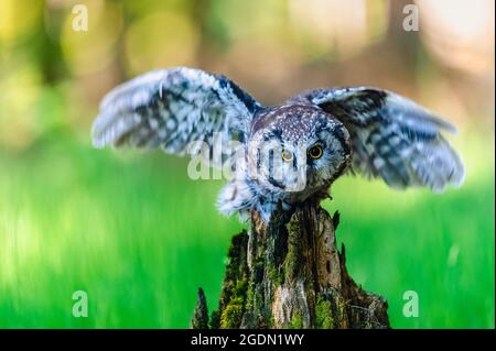 Die boreale Eule (Aegolius funereus), ein Porträt dieses Vogels mit ausgestreckten Flügeln, die auf einem Barsch im Wald sitzen. Der Hintergrund ist wunderschön col Stockfoto