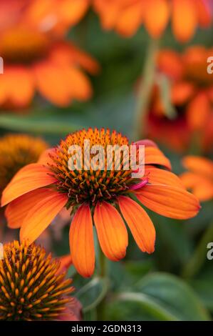 Makro-Foto von orange und rosa lila Koneflower mit cremigem Bokeh Stockfoto