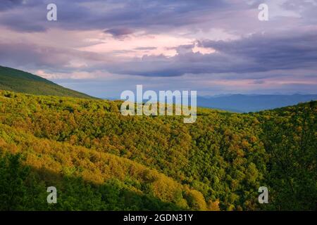 Goldene, gelbe, sonnenbeschienene Wälder unter einem blauen, violetten und wolkigen Sonnenuntergangshimmel Stockfoto