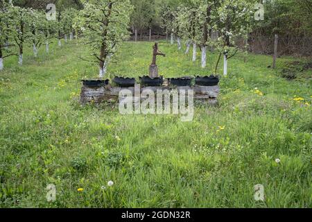 Alte, rostige manuelle Wasserpumpe in einem Dorf, umgeben von grünem, frühlingsfarbigem Gras mit Elendelionen und blühendem Obstgarten im Hintergrund Stockfoto