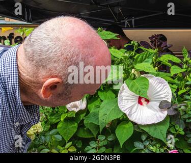 Essteller Hibiscus, Hibiscus moscheutos Pflanze. Blume wächst in einem Topf auf einem Bürgersteig in Berlin. Riesige weiße Blume. Stockfoto