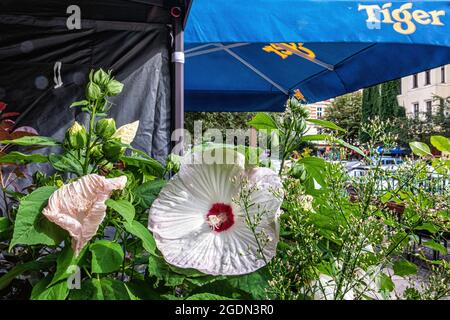 Essteller Hibiscus, Hibiscus moscheutos Pflanze. Blume wächst in einem Topf auf einem Bürgersteig in Berlin. Riesige weiße Blume. Stockfoto