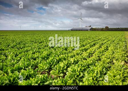 Die Niederlande, Lelystad, Windturbinen, Farm mit Sonnenkollektoren auf dem Dach. Zuckerrüben ernten. Ijsselmeer-Deich. Stockfoto
