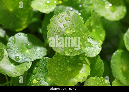 Regentropfen auf den Gotu Kola Blättern. Natürlicher Hintergrund Centella asiatica (gotu Kola) mit sukkulenten frischen Blättern, mit Schussfokus Stockfoto