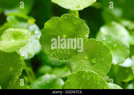 Regentropfen auf den Gotu Kola Blättern. Natürlicher Hintergrund Centella asiatica (gotu Kola) mit sukkulenten frischen Blättern, mit Schussfokus Stockfoto