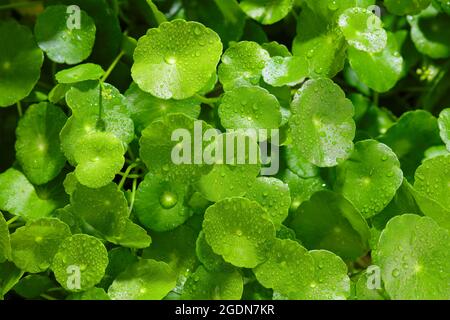 Regentropfen auf den Gotu Kola Blättern. Natürlicher Hintergrund Centella asiatica (gotu Kola) mit sukkulenten frischen Blättern, mit Schussfokus Stockfoto