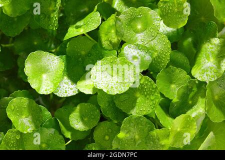 Regentropfen auf den Gotu Kola Blättern. Natürlicher Hintergrund Centella asiatica (gotu Kola) mit sukkulenten frischen Blättern, mit Schussfokus Stockfoto