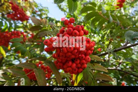 Rowan-Baumbrunch mit roten reifen Beeren am blauen Himmel, Herbstlandschaftsbild, floraler Hintergrund, selektiver Fokus Stockfoto