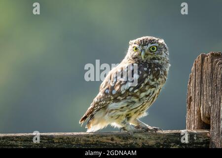 Die kleine Eule schaut auf die Kamera. Stockfoto