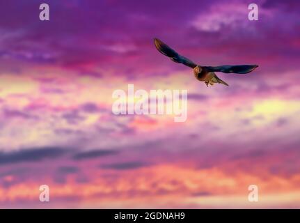 Freiheit - Ketten, Die Sich In Vögel Verwandeln - Ladekonzept Stockfoto