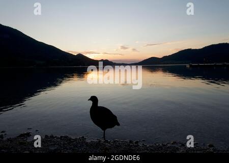 Große Entensilhouette am Seeufer, Sonnenuntergänge im Wasser mit alpiner Bergsilhouette im Hintergrund, Fuschl See, Fuschl am See, Österreich Stockfoto