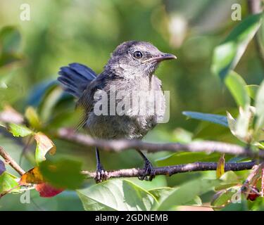 Grauer Catbird Jugendlicher Vogel, der auf einem Zweig mit einem grünen Hintergrund thront, der graues Federgefieder in seiner Umgebung und Umgebung zeigt Stockfoto