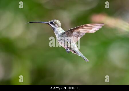 Ein weiblicher Langschnabelkolibri (Heliomaster longirostris) schwebt in der Luft, das Laub im Hintergrund ist verschwommen. Stockfoto