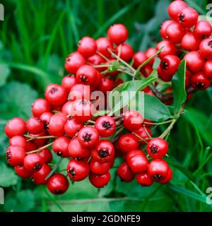 Rote Beeren (Cotoneaster horizontalis) im Garten. Herbstzeit Stockfoto