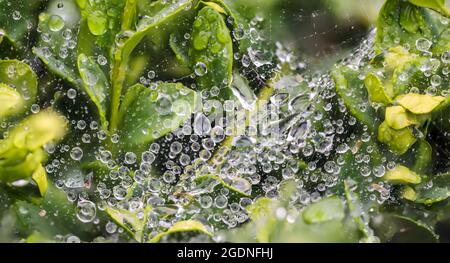Kleine Wassertröpfchen sammelten sich auf dem Spinnennetz und grünen Blättern nach einem Regen an einem schönen frühen Morgen im Frühling Stockfoto