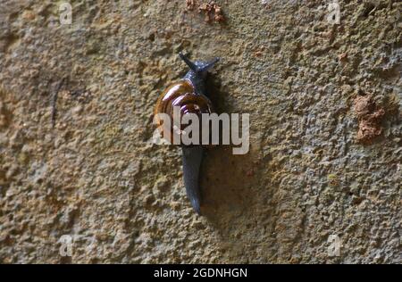 Schwarze Schnecke kriecht mit der Schale an der Wand Stockfoto