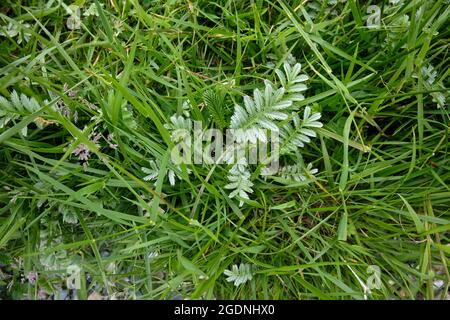 Silberweed wächst an der Küste am nördlichen Ende von Loch Caolisport. Potentilla anserina Stockfoto