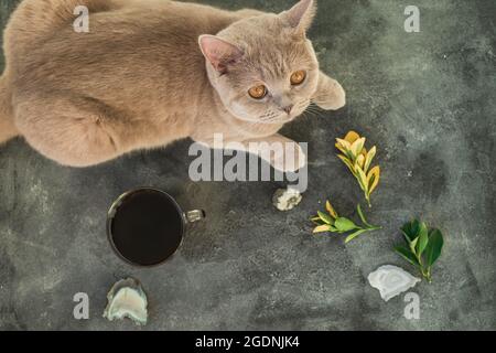 Schottische Katze mit Kaffeebecher auf grauem Hintergrund. Flach liegend, Draufsicht Stockfoto