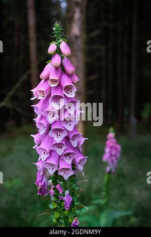 Digitalis purpurea Blume, Fuchshandschuh, gewöhnlicher Fuchshandschuh, violetter Fuchshandschuh, Damenhandschuh. Dunkle unscharfe Bäume und Wald im Hintergrund. Amersfoort, the Stockfoto
